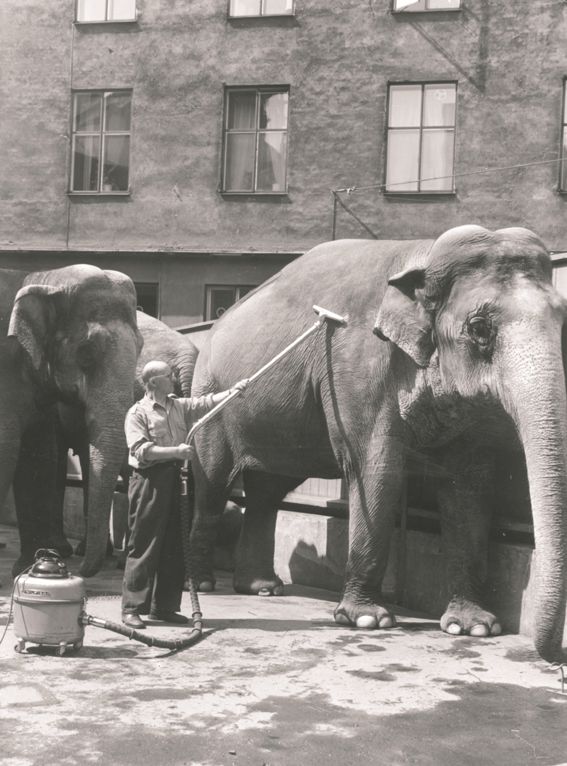 CleaningElephant 1955.jpg (76 KB)